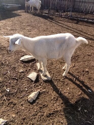 Keçi, çəpiş: Salam.keçilər satıram 5dənədir hamsı bir yerdə kom satılır — 8