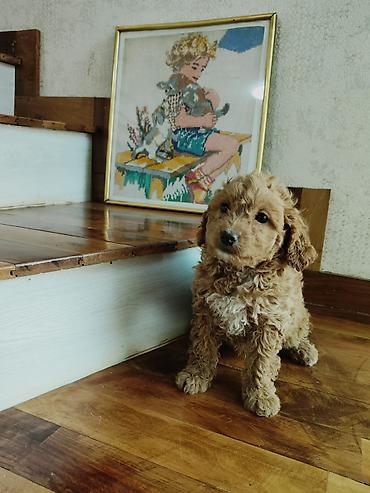 İtlər: Pudel — 5