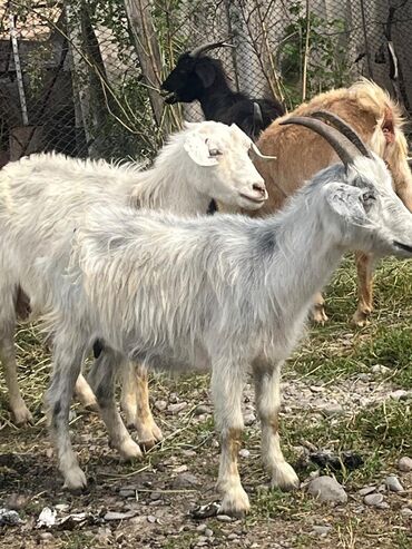 ангорская коза: Продаю | Коза (самка), Козлёнок | Для разведения
