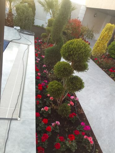 Bağbanlar: Salam bağ evlərində, Abyektlərdə parklarda bağban xidməti görülür — 29