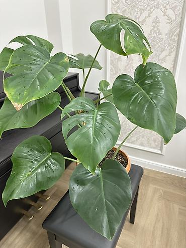 Монстеры: Монстера делициоза (Monstera deliciosa) в горшке - Эффектное — 5