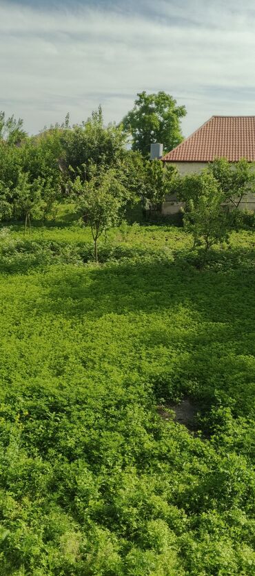 Ağaclar: Zaqatala rayonu 2 tala kendinde 1nömreli mektebin yaninda 8 sot torpaq
