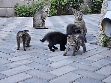котят ош: Отдам котят в хорошие руки! Двое чёрных — мальчики, двое серых — — 4