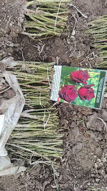 Роза: Саженцы — 6