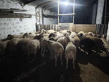 ekiz balali qoyun: Quzular satilir 3 aydan artiqdir bordaqdadir hamisi erkəkdir çəkiləri — 6