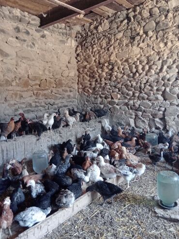 pişiyə verilən adlar: Toyuq cücələri, Ətlik, Ünvandan götürmə