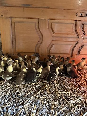Heyvanlar: Muskovi ördək balaları (indo ducklings) - Cins: muskovi (ördəyi) — 7