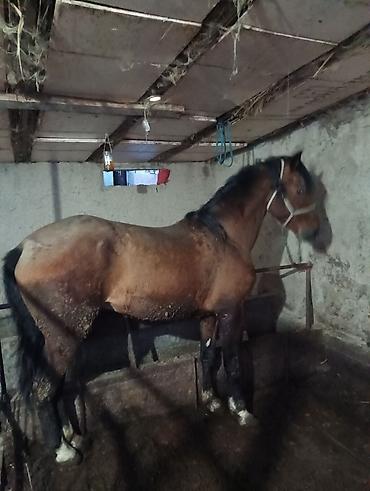 Лошади, кони: Продаю | Жеребец | Рабочий | Мерин — 1