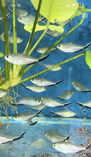 Аквариумы: Рыбки | Аквариумы | Оборудование Жемчужина магазин аквариумистики🐠 — 36