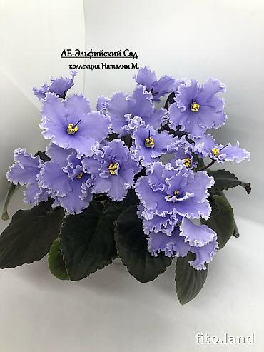 Фиалки и глоксинии: В продаже крупные детки и стартеры, взрослые сортовые фиалки, Отправка — 22