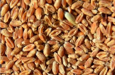 сколько стоит 1 кг пшеницы: Буудай. пшеница . имеется 60тонн. в Панфиловском районе . самовывоз