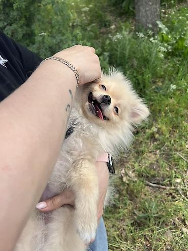 хамелеон купить: 🐶 Продаётся кремовый шпиц с гетерохромией Очаровательный кремовый — 2
