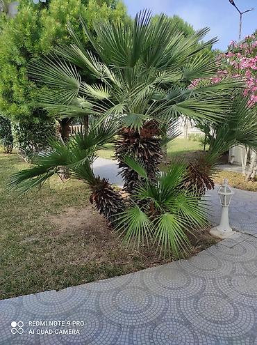 orxideya gulunun qiyməti: 🌴 Palma ağaclarının peşəkar təmizlənməsi və formaya salınması! 🌴 ✔ — 8