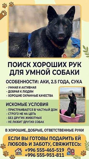 щенки немецкой овчарки даром: Собака даром: Овчарка, 2 года, Самка, С прививкой — 1
