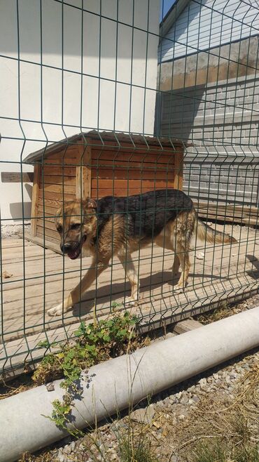 шпиц цена в бишкеке: Немис овчаркасы, 1 жаш, Эркек, Эмделген