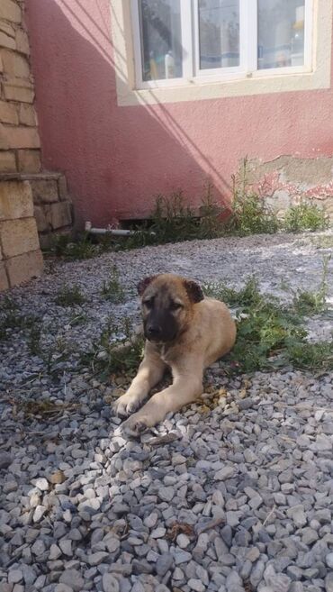 İtlər: Qurdbasar, 2 ay, Erkek