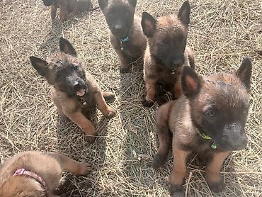 Продажа собак: Предлагаются к бронированию щенки Белгийской овчарки Малинуа.Щенков 9 — 17