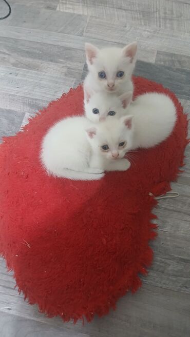 бархатные котята: Белые котята, обладающие нежной короткой шерстью и голубыми глазами. В