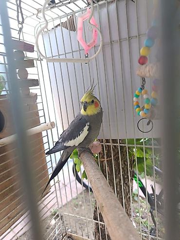 tutuqusu cex: Məhsul: Nimfa (cockatiel) tutuquşusu və qəfəs aksesuarları Təsvir: - — 4