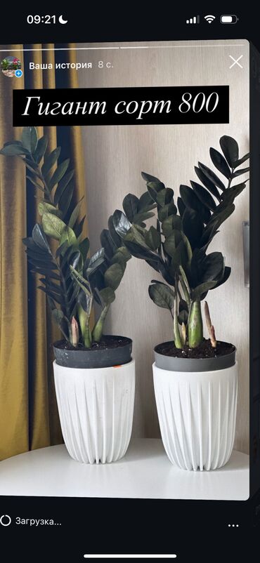 Другие комнатные растения: Продаю комнатные цветы! Зелёные, красивые, ухоженные — выращены с — 16