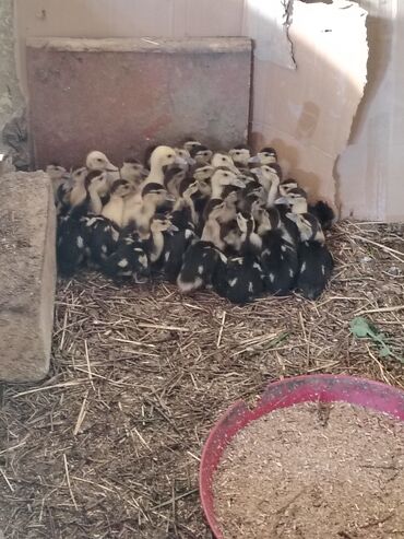 simental inekler satilir: Muscovy (indi ördəyi) balaları - Şəkildə çoxsaylı Muscovy ördək