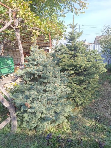 Ağaclar: Qiyməti 1 meteresi 80 AZN çox götüren olsa qiymət dəyişəcək qiyməti 2 — 6