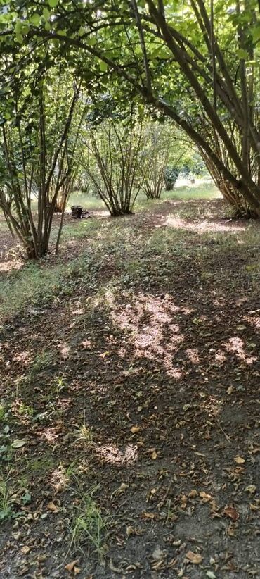 Torpaq sahələrinin satışı: 54 sot, Kənd təsərrüfatı, Kupça (Çıxarış) — 7