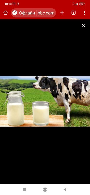 молоко сут: Сут Алам оптом Бек-Жар Алгабас, Талдык