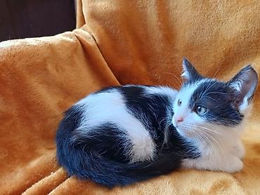 отдам даром котят бишкек: Кошка даром: Беспородная, 2 месяца, Мальчик — 3
