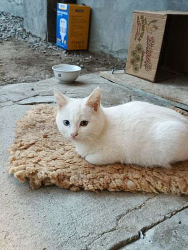 Pişiklər: Yaxşı əllərə — 1