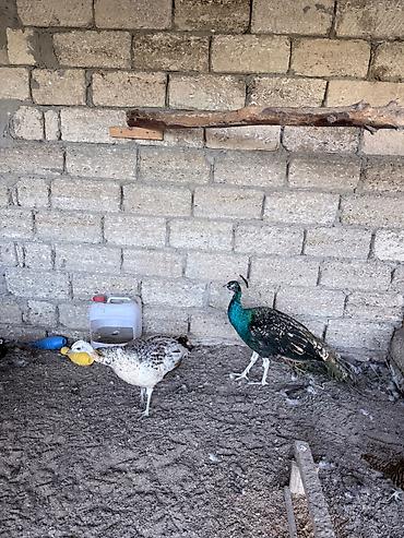 cütlük: Tam saglam qaraqanad tovuz qushlari cutu 380 man 15 ayliq — 5