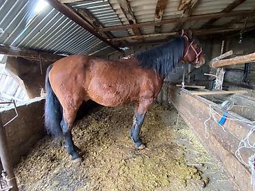 Другие животные: 4 асый . рост 165 улагы бар, казан улак жана жер улак — 3