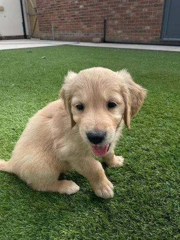 Other: Excellent Golden Retriever Puppies for free Adoption We are not