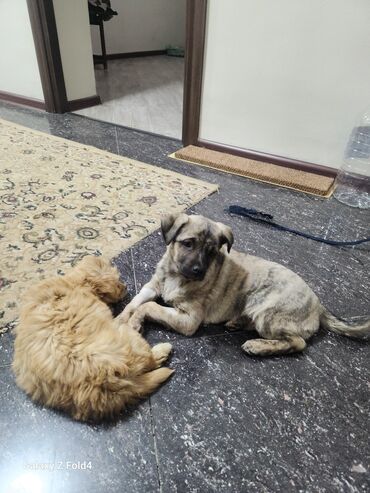 Продажа собак: Отдам в хорошие руки! Щенки метисов - Милые щенки с короткой густой — 13