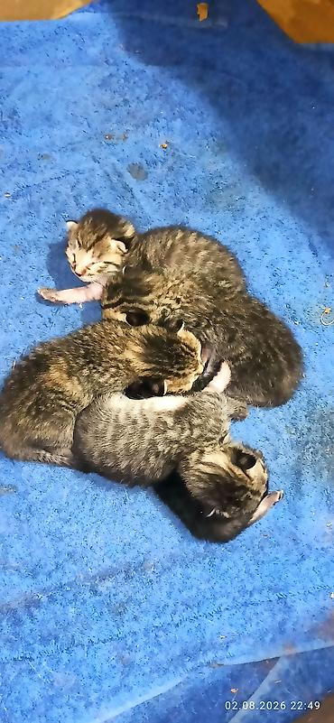 Мышыктар: Котята, полосатые тигрята от домашней кошки. Описание: - Помёт из — 2