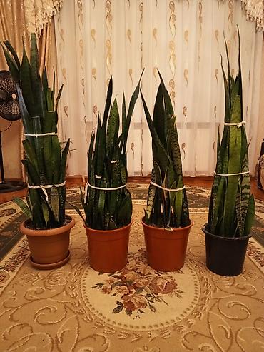 xolikan bitkisi: Sansevieria (Qayın dili) otaq bitkiləri - Növ: Sansevieria — 5