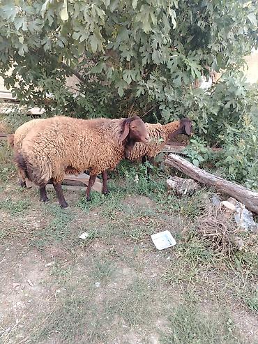 Qoyunlar, qoçlar: Qoyun sürüsü – 3baş - Növ: ehtimalən yerli ətlik/yunlu tip — 4