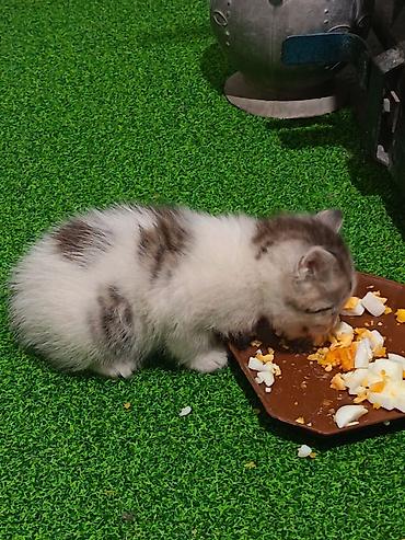 вислоухий кошка: Молодая трёхцветная кошка вместе с котёнком в добрые руки - Порода — 3