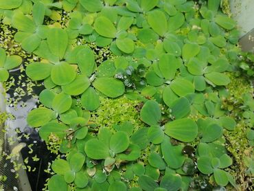 suda yaşayan heyvanlar: Akvaryum bitkisi satılır
Su ustu bitkilerdi
Bir ededu 0.50 qepik