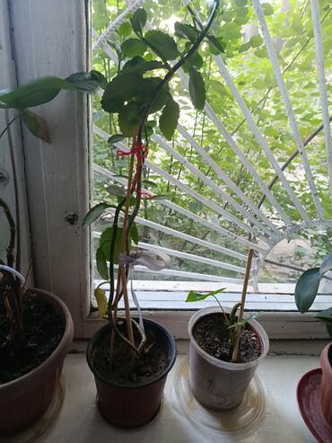 Другие комнатные растения: Элегантное домашнее растение с длинными побегами и глянцевыми зелеными — 6