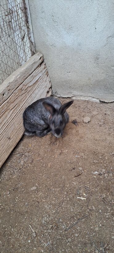 Dovşanlar: Sağlam dovşanlar satılır 13 azn 3 dənədir — 8