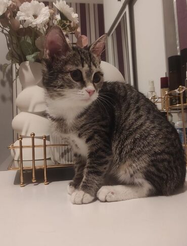 Pişiklər: Tabbi, Yaxşı əllərə — 1