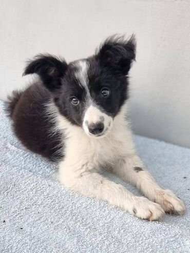 Psi: Štenci Border Collie oštenjeni 01. juna očišćeni od parazita više — 3