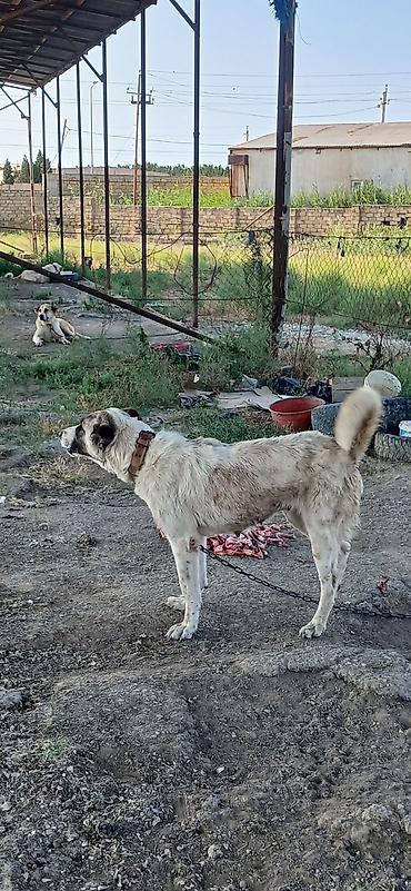 İtlər: Qurdbasar, 2 il, Dişi — 7