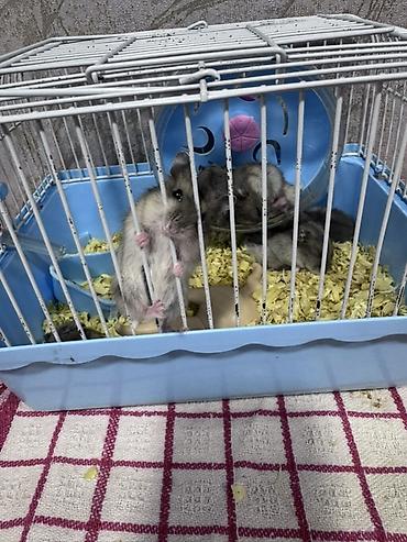 домик для маленькой собаки: Hamster və qəfəs seti - Növ: xırda dekorativ hamsterlər (bir neçə — 1