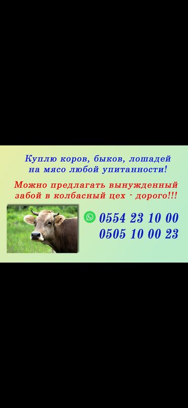 объявления о найденных животных: Сатып алам | Кочкорлор, койлор, Уйлар, букалар, Жылкылар, аттар | Бардык шартта, Күнү-түнү, Союлган