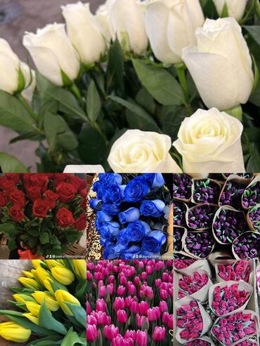 розы цветы: Розы Галандские от 40см до 1 метра принимаем пред заказы все виды