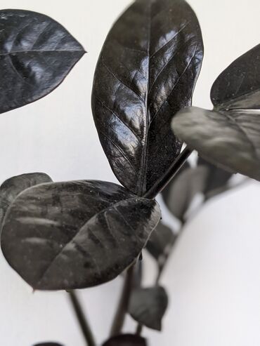 Другие комнатные растения: Замиакулькас черный принц 450 сом с детками