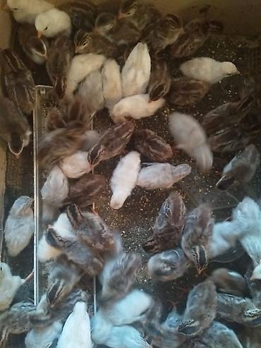 danisan papuqay satilir: Mayalı firəng yumurtaları ağ firənglərin yumurtalarıdır — 2