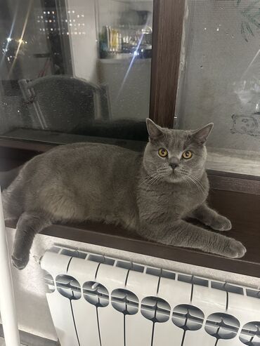 шотландская прямоухая кошка: Кошка даром: Британская короткошёрстная, 9 месяцев, Мальчик, Кастрирована, Приучена к лотку, Проглистована
